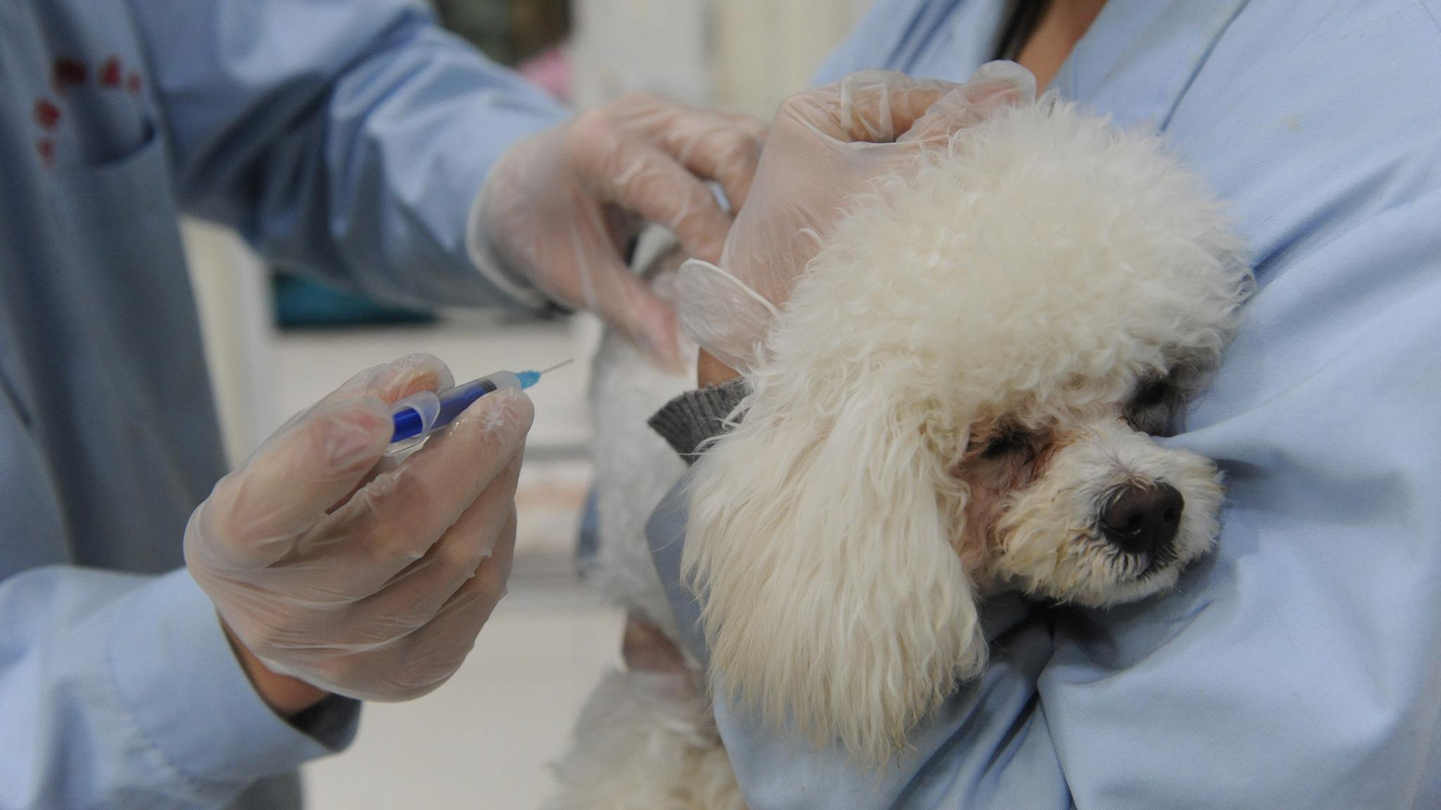 北京通过动物防疫法实施办法 将建立新兴业态防疫管理制度