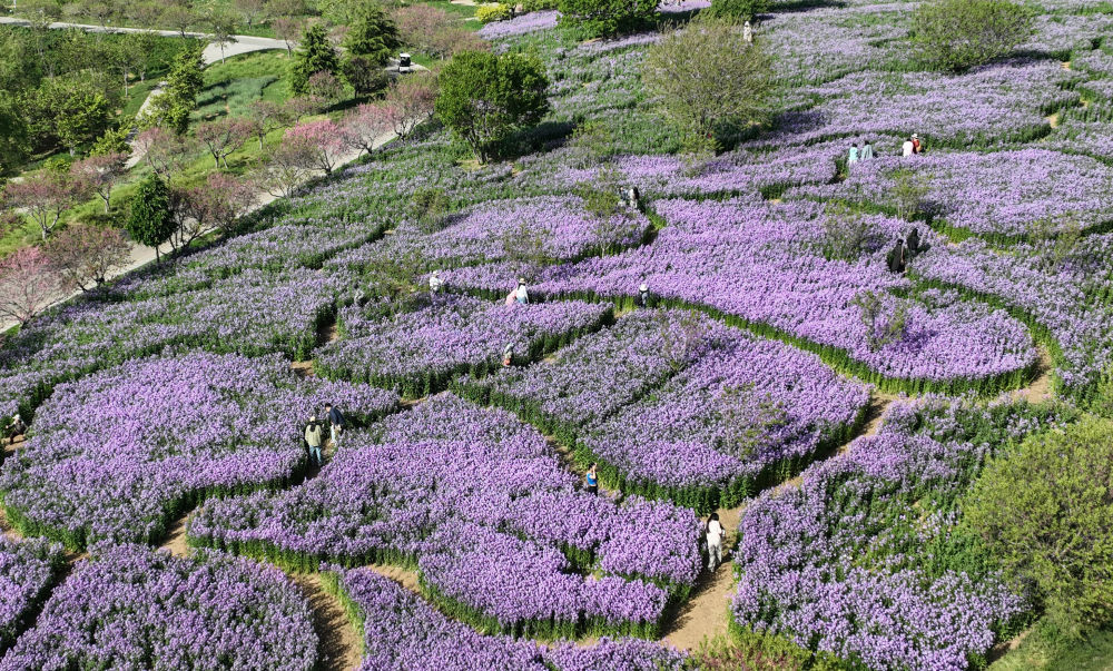 ↑游客在辽宁大连英歌石植物园游览（5月11日摄，无人机照片）。新华社记者 龙雷 摄