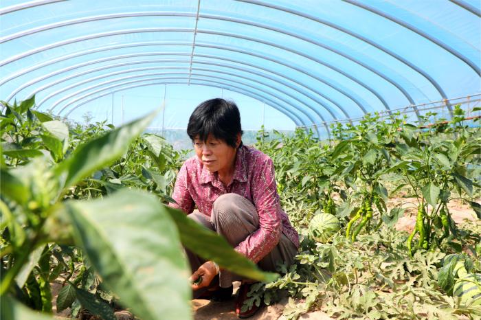 （身边的变化）甘肃环县“菜园风景独好” 空院荒地成“聚宝盆”