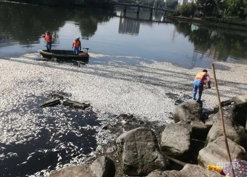 海口红城湖现大量死鱼