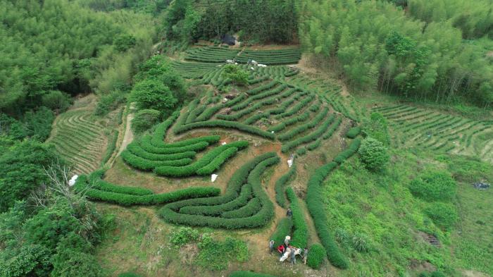 （乡村行·看振兴）福建建阳：三代茶人的坚守成就匠心