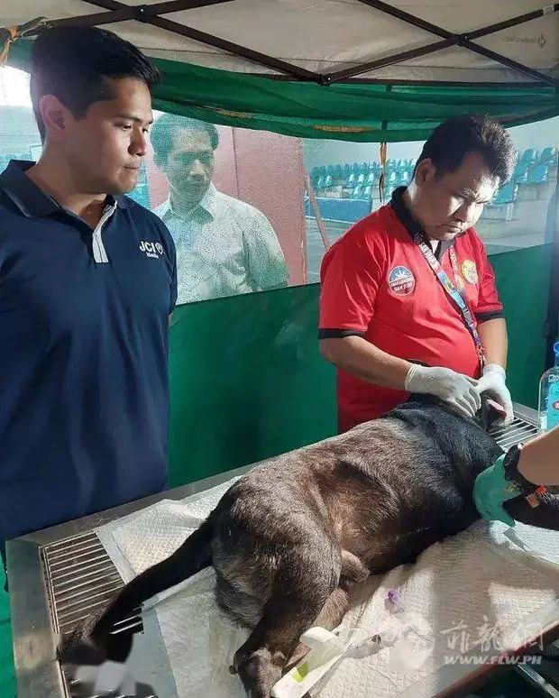 菲律宾圣胡安市设立全菲首个犬类血库