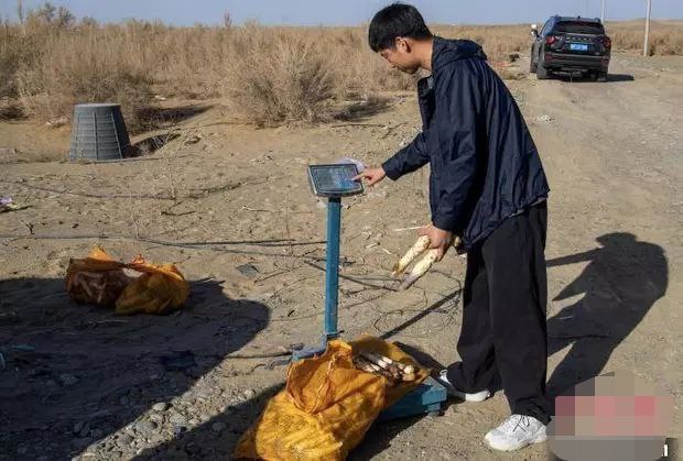 新疆南部肉苁蓉正值采挖季昔日沙丘变 聚宝盆