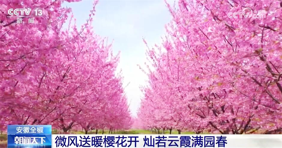 “花”样春日姹紫嫣红 踏青赏景正当时