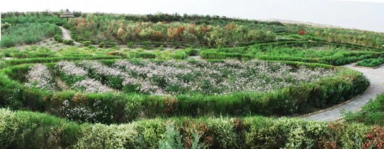 塔里木油田塔中沙漠植物园中荒漠观赏植物区