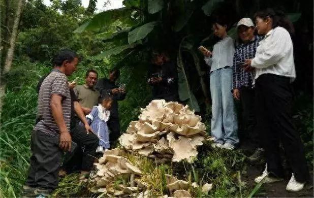 云南昌宁发现100斤重巨型野生菌