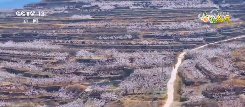 走进姹紫嫣红的无边花海 祖国各地洋溢融融春意