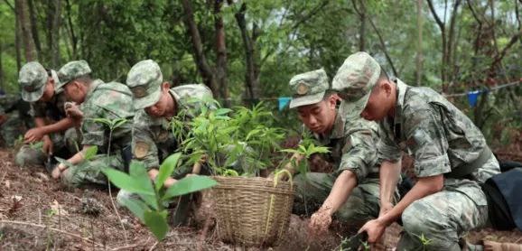 解放军驻香港部队官兵参加2024年香港植树日活动