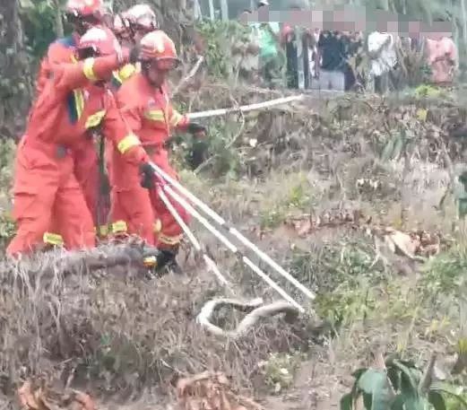 海南一村发现眼镜王蛇村民称有人被咬身亡