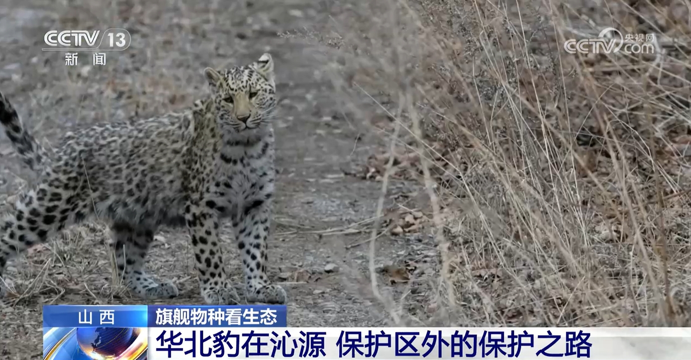 “数”说旗舰物种多样化保护之路 绘就“万物共生”和谐新图景