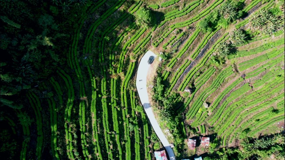 西藏墨脱县卡布村：陌上茶林绿成蹊 香气氤氲满乾坤