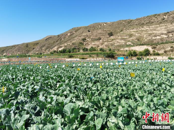 奔波在兰州田间的土地“营养师”