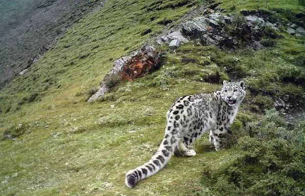 一只雪豹猎杀了3只藏獒又咬死10多只羊