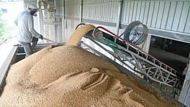 主产区累计收购小麦超5000万吨