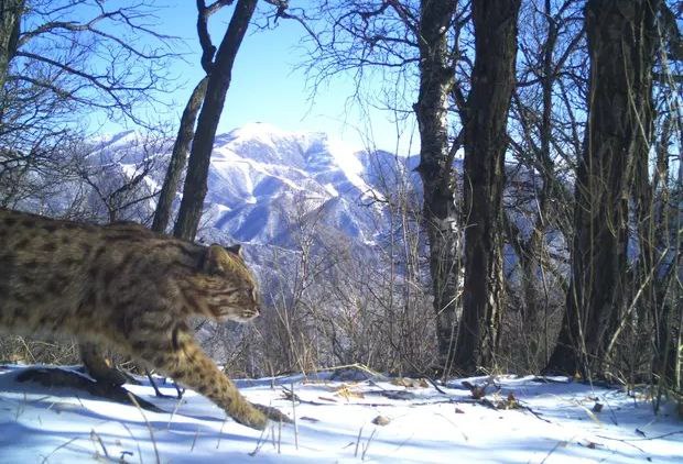 给豹猫戴上卫星定位颈圈科研人员有了一些新发现